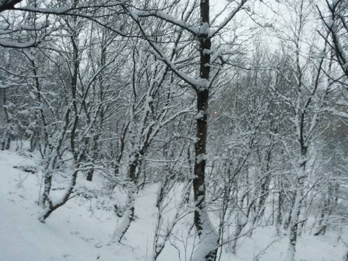 12631330_998601460205328_6621984717140892571_n